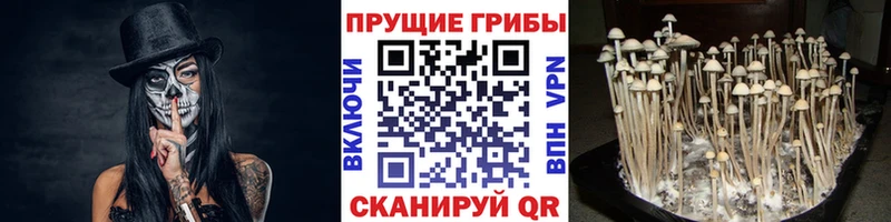 mega ТОР  купить  цена  Новоульяновск  Псилоцибиновые грибы мухоморы 